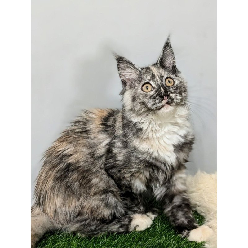 Maine Coon EZ Westalia