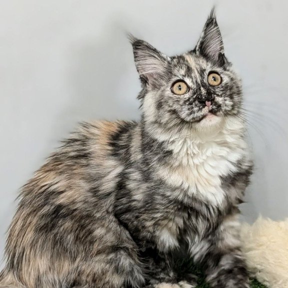 Maine Coon EZ Westalia