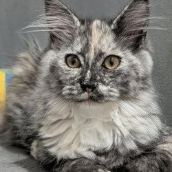 Maine Coon EZ Westalia