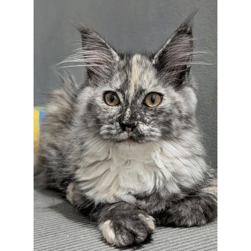 Maine Coon EZ Westalia