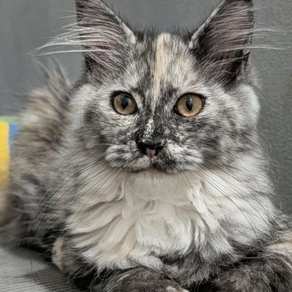 Maine Coon EZ Westalia