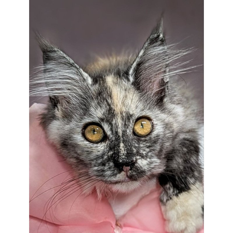 Maine Coon EZ Westalia