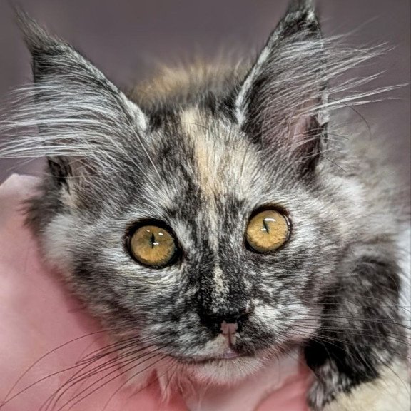 Maine Coon EZ Westalia
