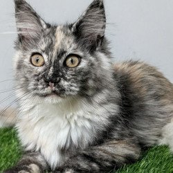 Maine Coon EZ Westalia