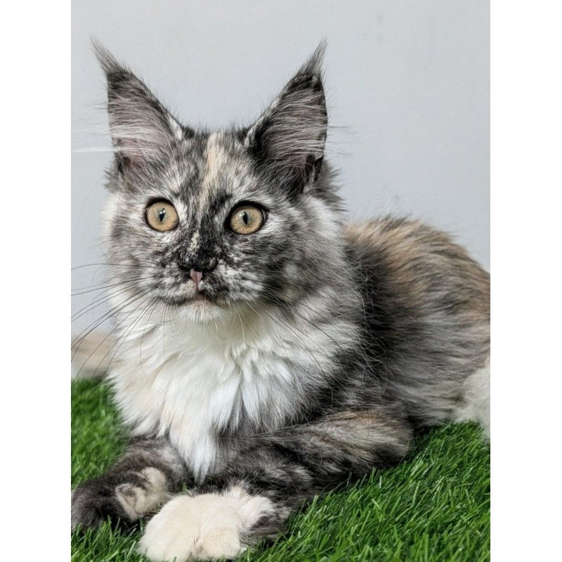 Maine Coon EZ Westalia