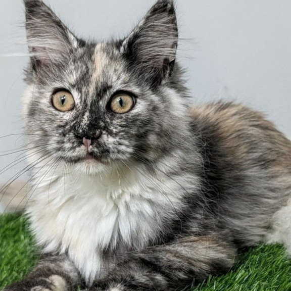 Maine Coon EZ Westalia