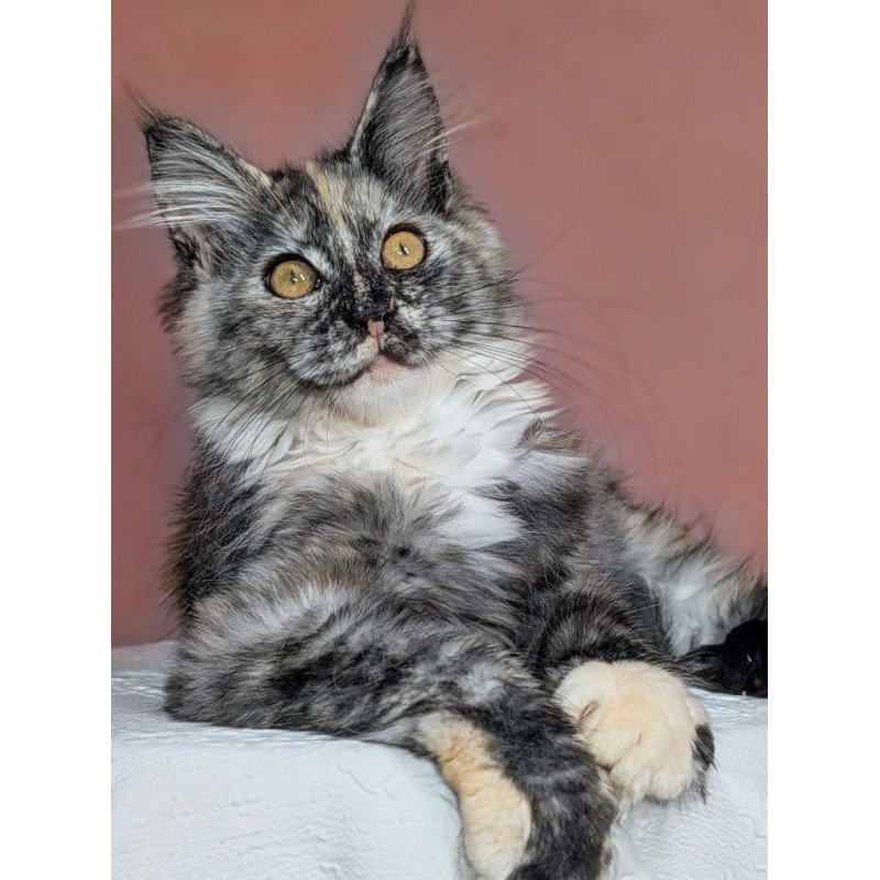Maine Coon EZ Westalia