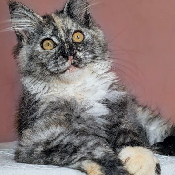 Maine Coon EZ Westalia