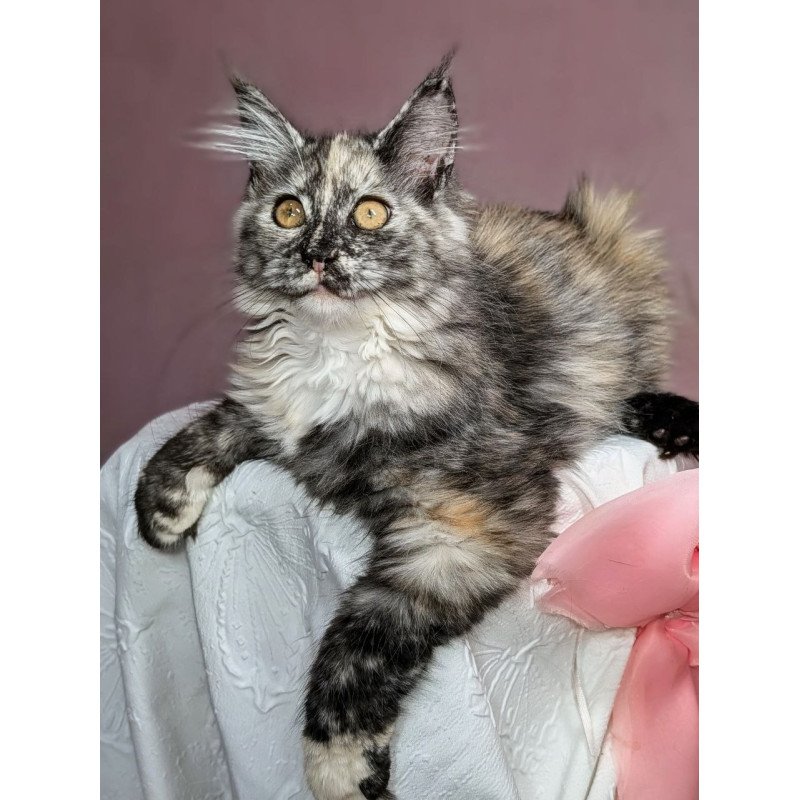 Maine Coon EZ Westalia