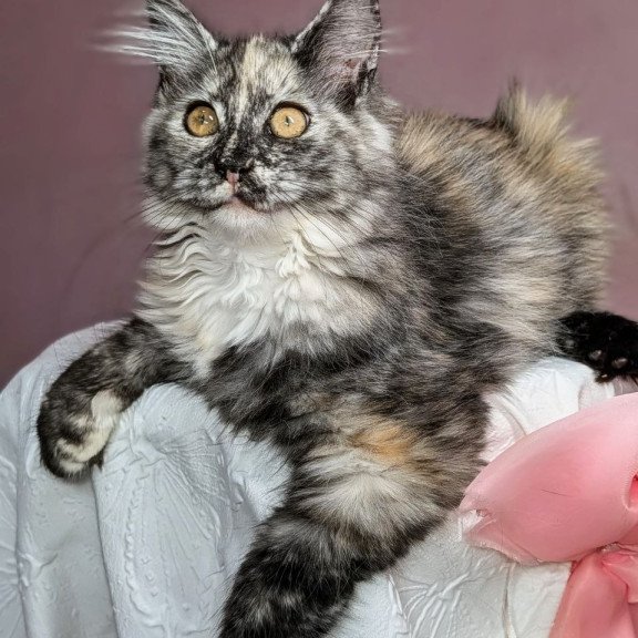 Maine Coon EZ Westalia
