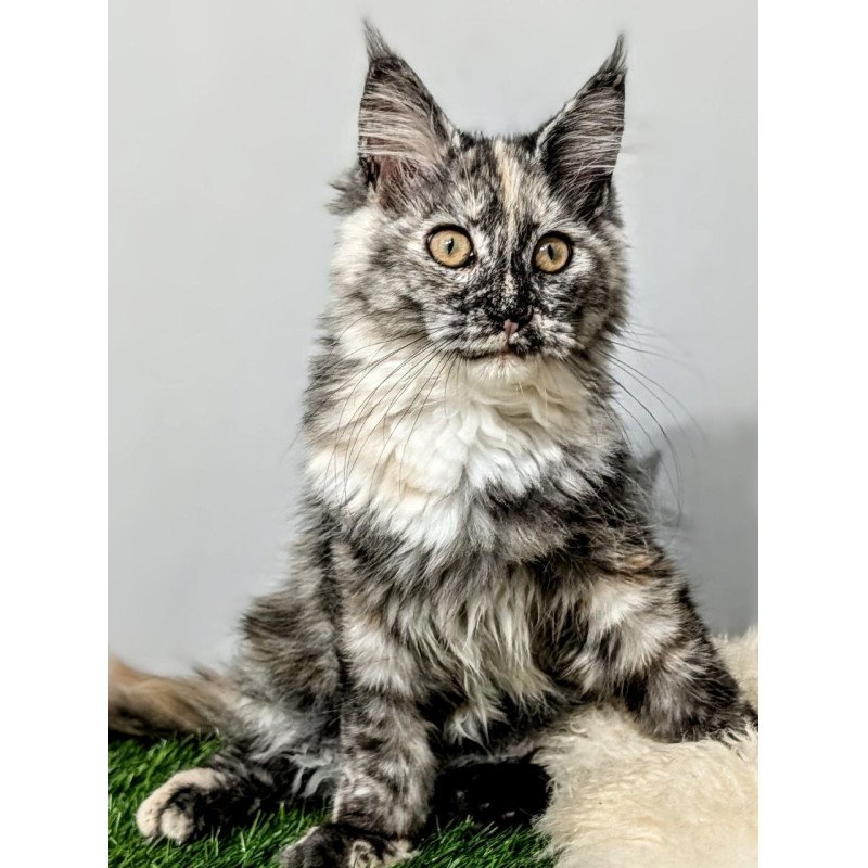 Maine Coon EZ Westalia