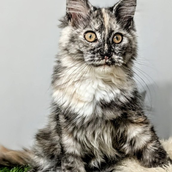 Maine Coon EZ Westalia