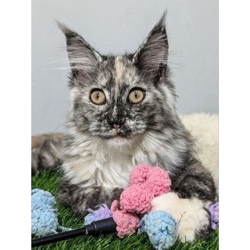 Maine Coon EZ Westalia
