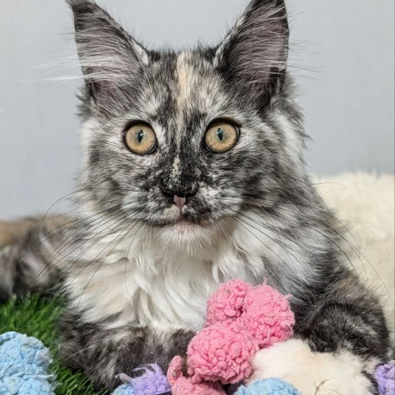 Maine Coon EZ Westalia