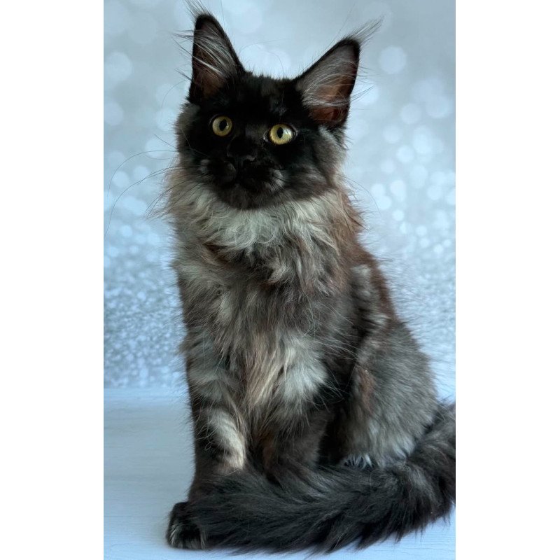 Maine Coon EZ Xaria