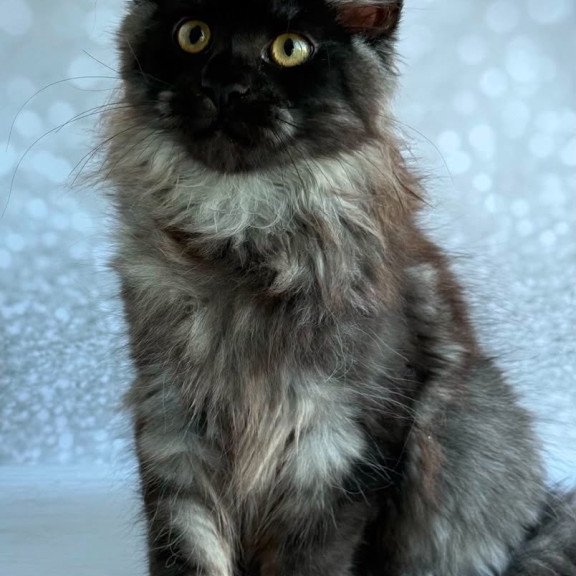 Maine Coon EZ Xaria