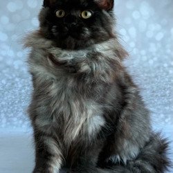 Maine Coon EZ Xaria
