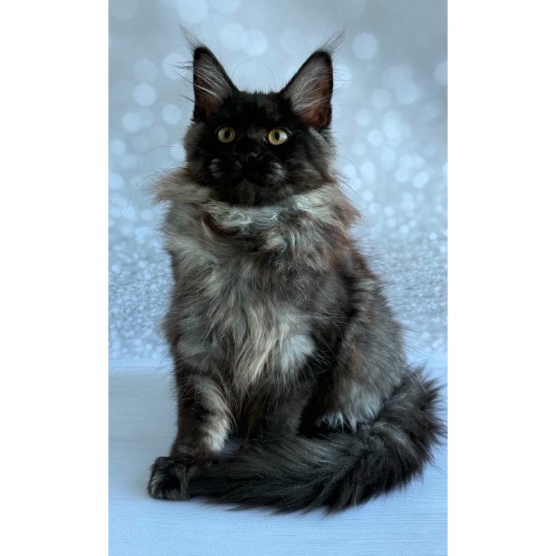 Maine Coon EZ Xaria