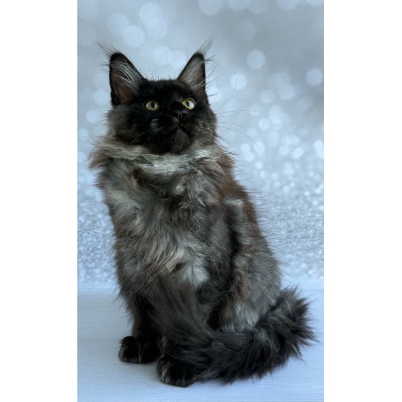 Maine Coon EZ Xaria