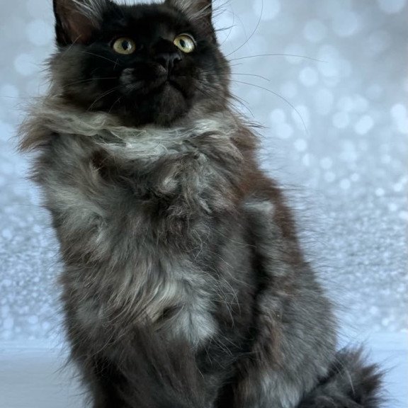 Maine Coon EZ Xaria