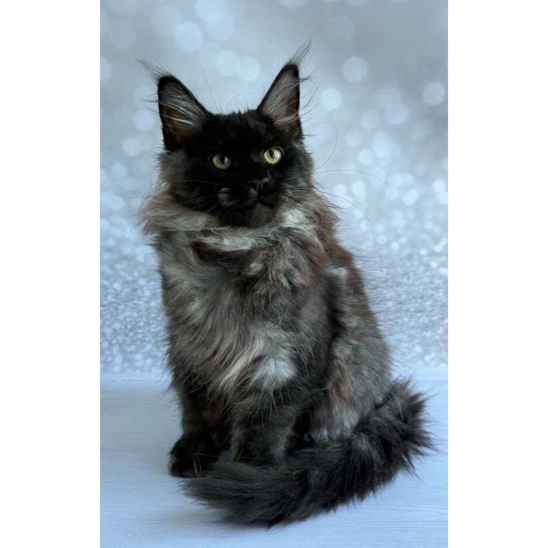 Maine Coon EZ Xaria