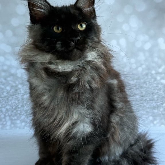 Maine Coon EZ Xaria