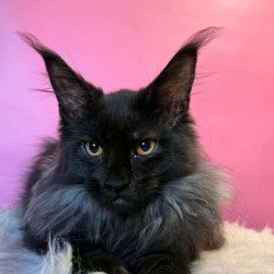 Maine Coon EZ Wisteria