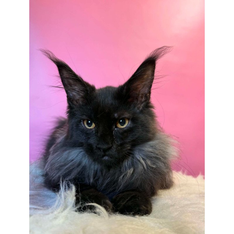 Maine Coon EZ Wisteria