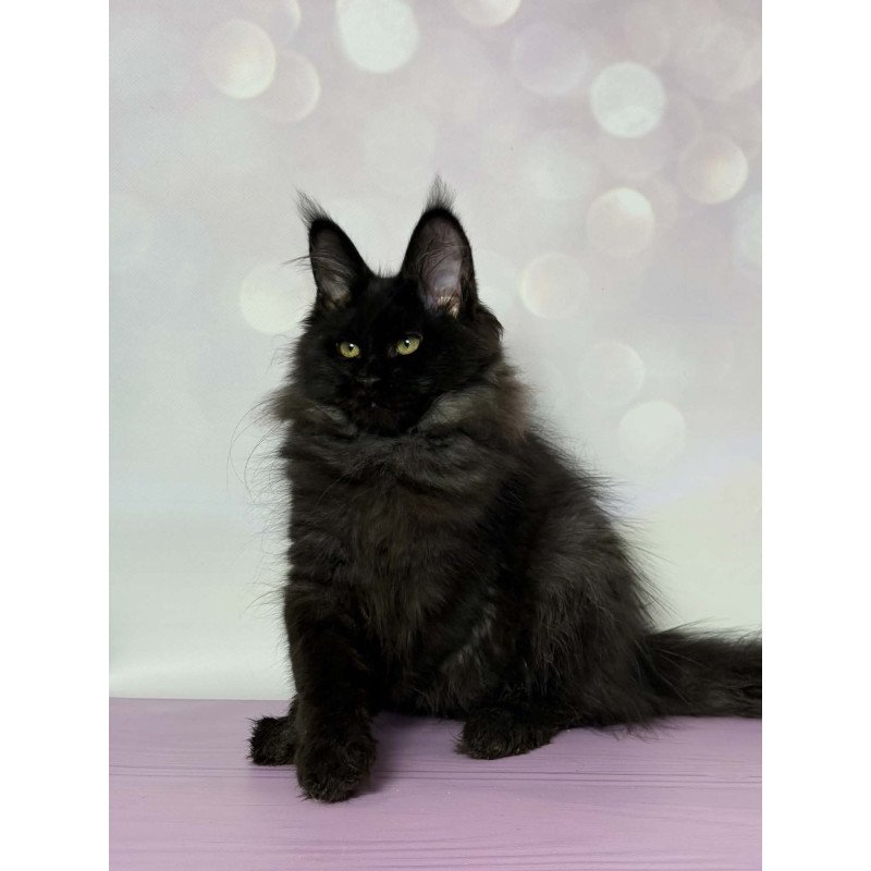 Maine Coon EZ Wisteria