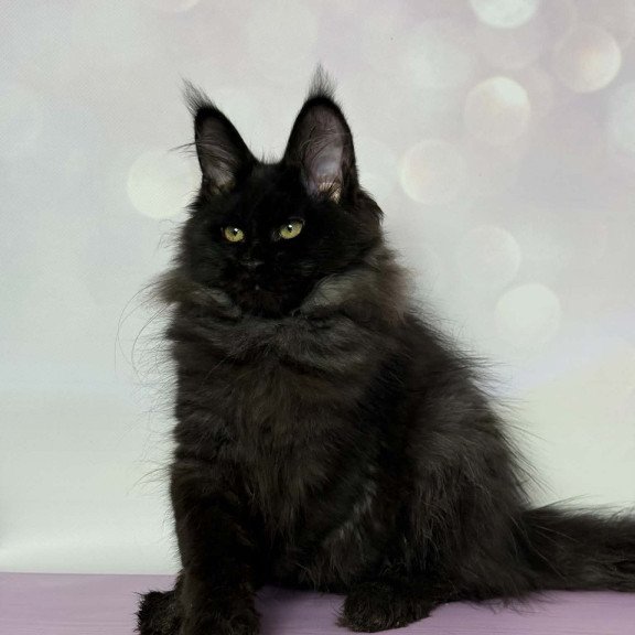 Maine Coon EZ Wisteria