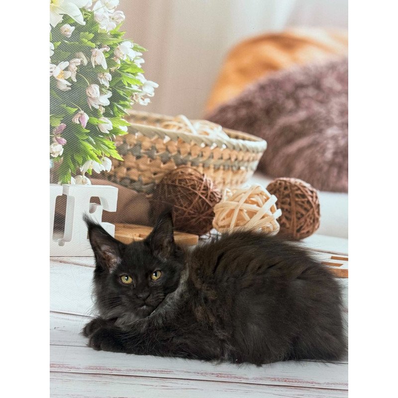 Maine Coon EZ Wisteria