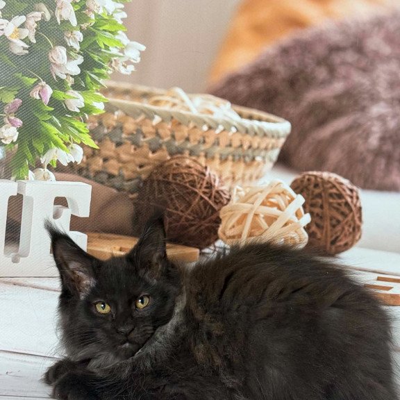Maine Coon EZ Wisteria