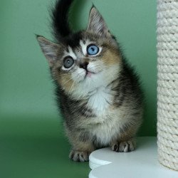 Munchkin Kai