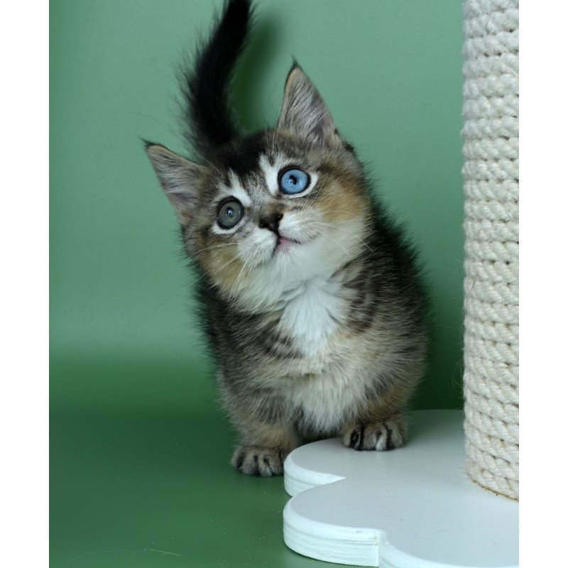 Munchkin Kai
