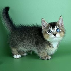 Munchkin Kai