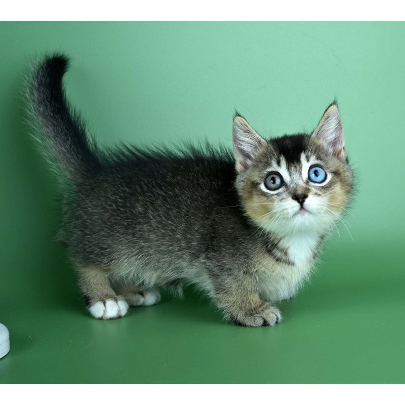 Munchkin Kai
