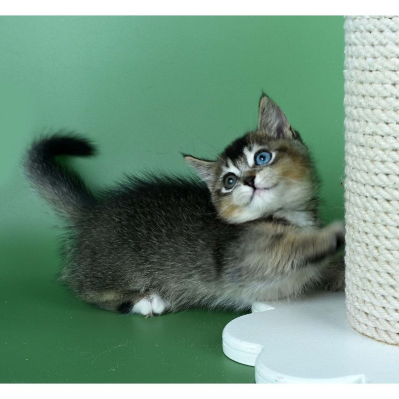 Munchkin Kai