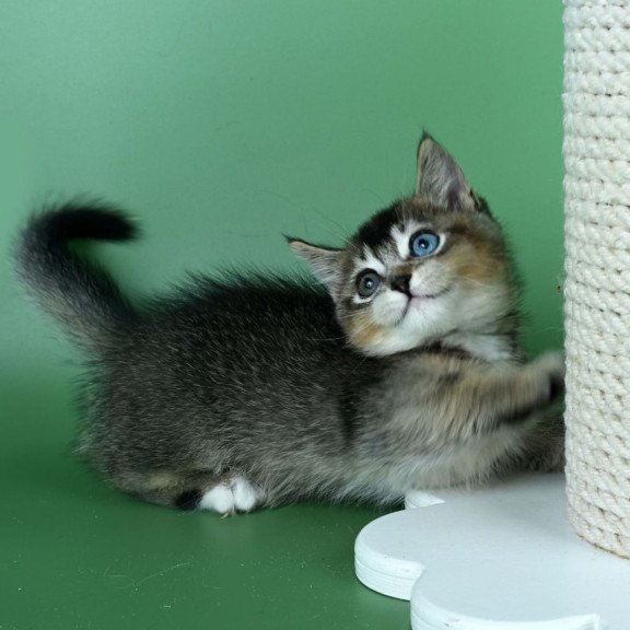 Munchkin Kai