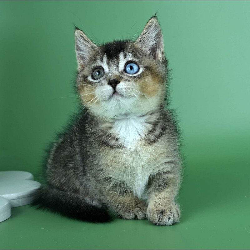 Munchkin Kai