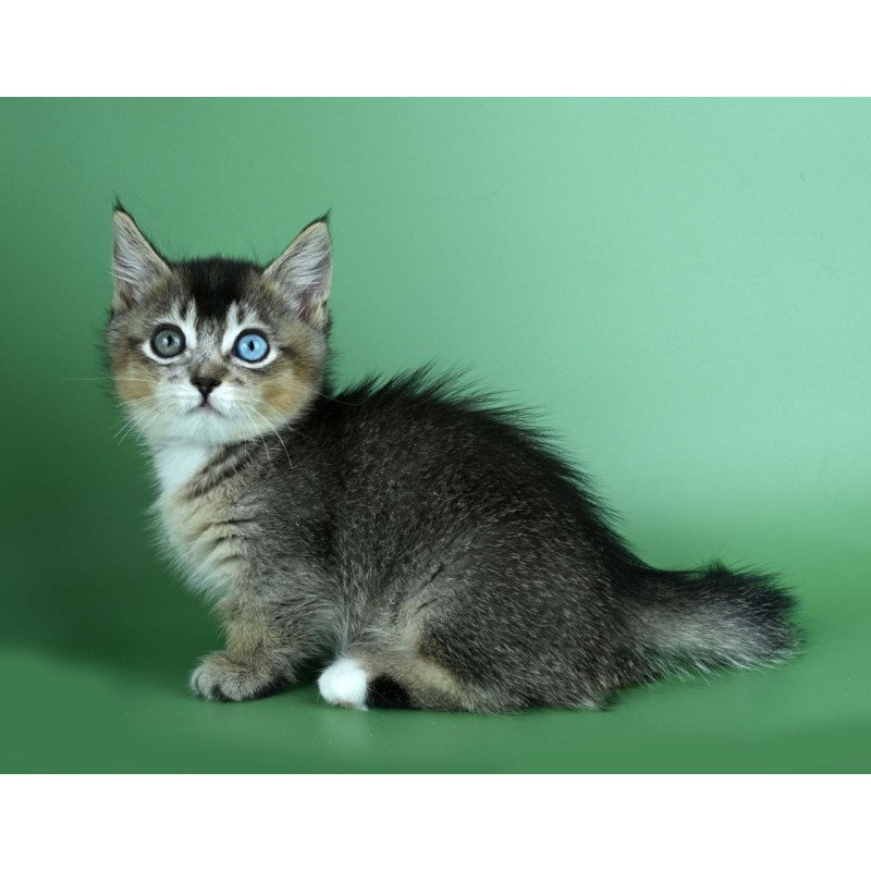 Munchkin Kai