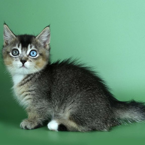 Munchkin Kai