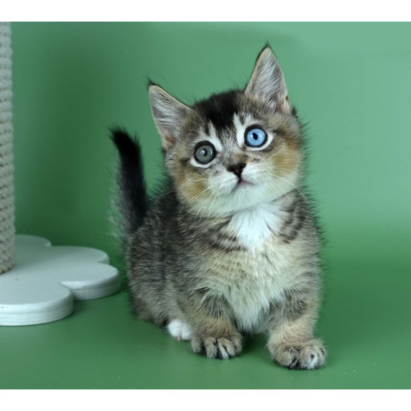 Munchkin Kai