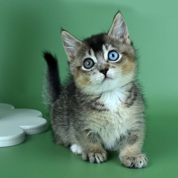 Munchkin Kai