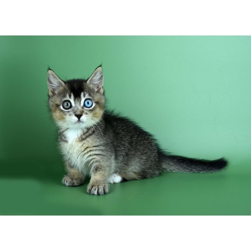 Munchkin Kai