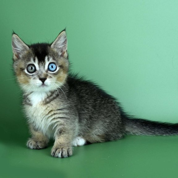 Munchkin Kai