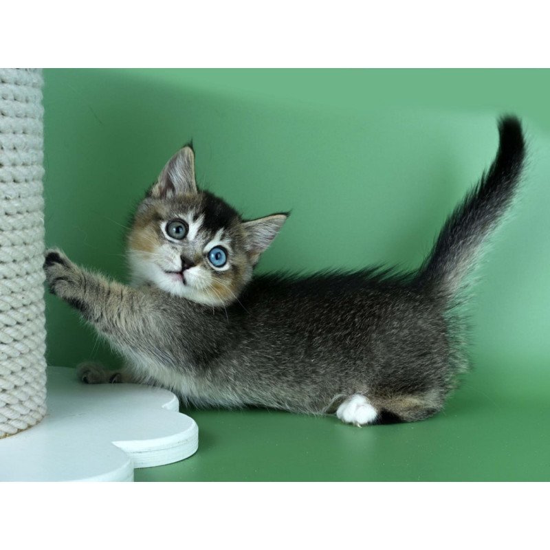 Munchkin Kai
