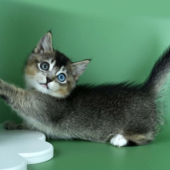 Munchkin Kai