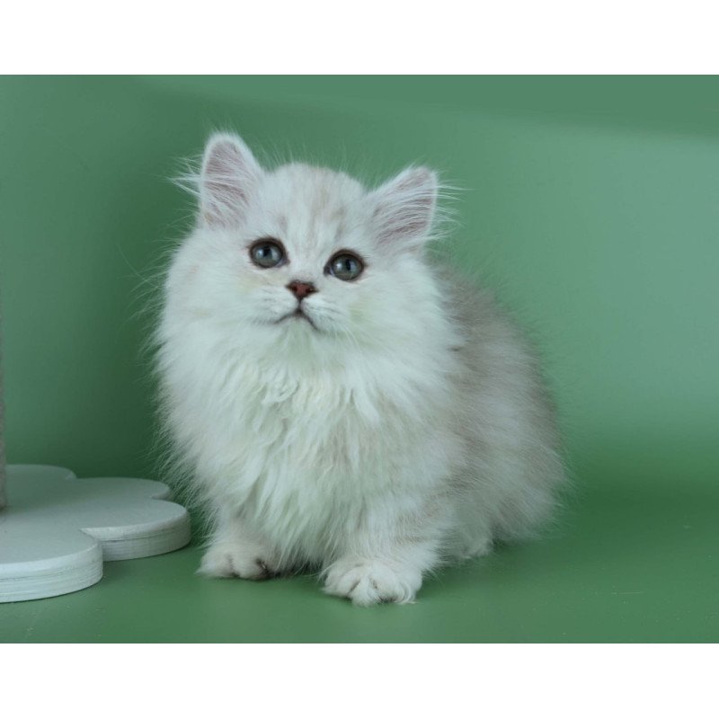 Munchkin Jane
