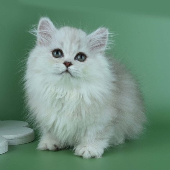 Munchkin Jane