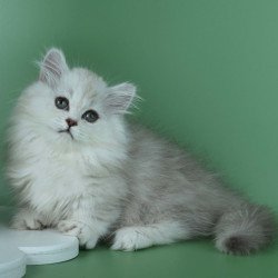 Munchkin Jane